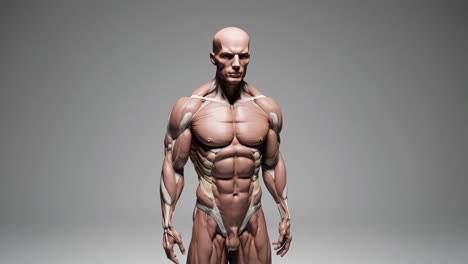 human anatomy model