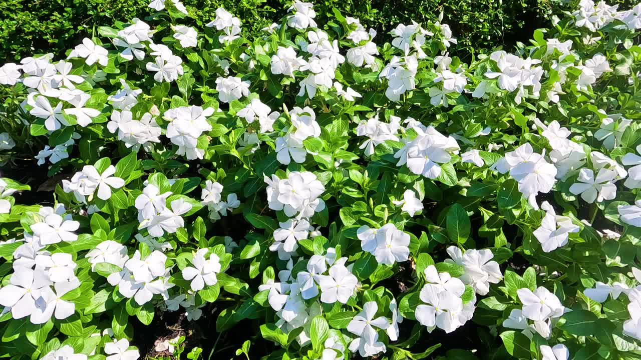 울창 한 정원 에서 활기찬 페리윈클 꽃