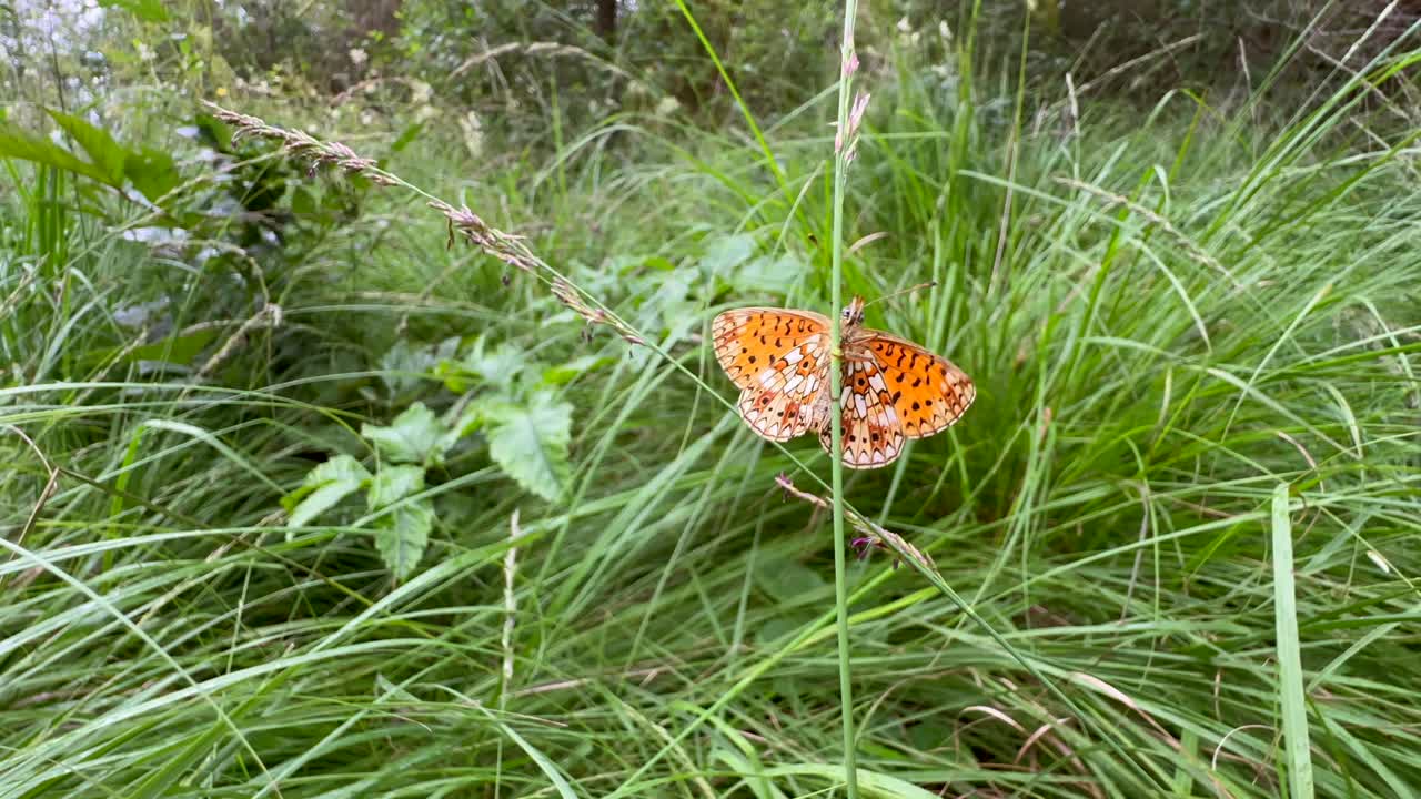 Farfalla Fritillaria minore (Boloria selene) che mostra il suo lato ventrale. Saaremaa, Estonia