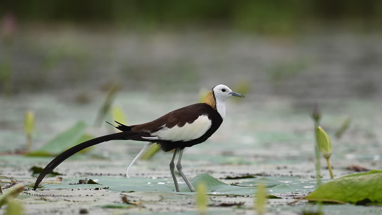 ortrait-style close-up shows the elegance of Pheasant-tailed Jacana’s distinctive features