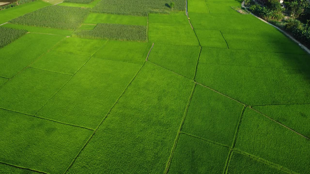 extensiones de vibrantes campos de arroz verdes que se extienden hasta donde puede ver el ojo