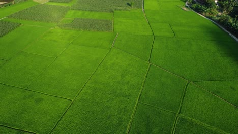 Extensiones-De-Vibrantes-Campos-De-Arroz-Verdes-Que-Se-Extienden-Hasta-Donde-Alcanza-La-Vista