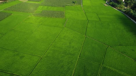 expanses of vibrant green rice fields that stretch out far as the eye can see