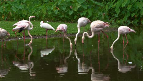 Flock of greater flamingo, phoenicopterus roseus spotted foraging in shallow water, using its uniquely shaped curved bill, scooping and filtering its food underwater