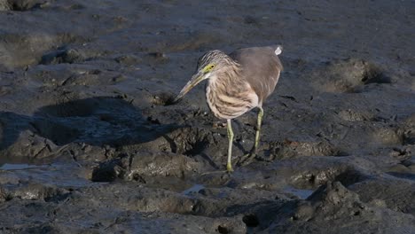 One-of-the-Pond-Herons-found-in-Thailand-which-display-different-plumages-according-to-season