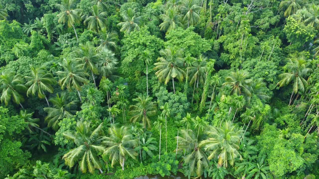 vista aérea o de drones de la jungla verde profunda-5