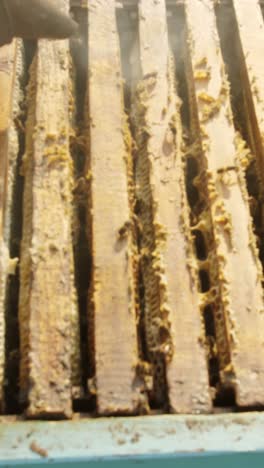 beekeeper inspecting and managing a beehive