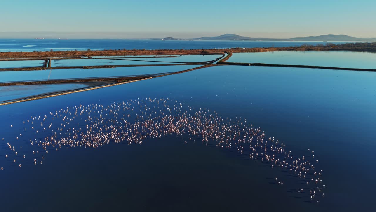Large group of flamingos gathered in shallow water at a wetland area
