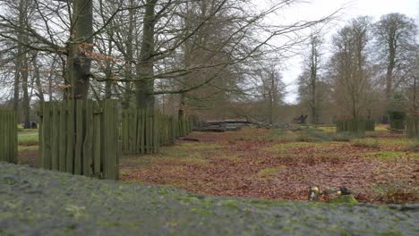 nature scene of woodland forest showing fenced protected trees in autumn nature 2