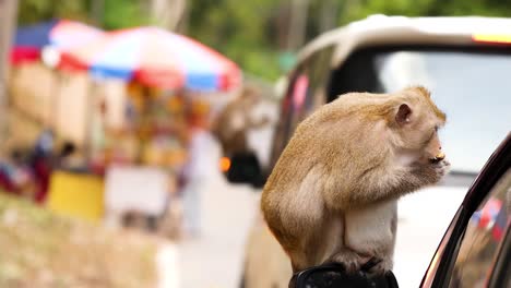 macaco explora o espelho lateral do carro na tailândia
