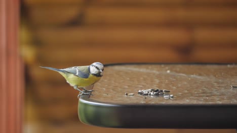 eurasian nuthatch scare away blue tit and then drops sunflower