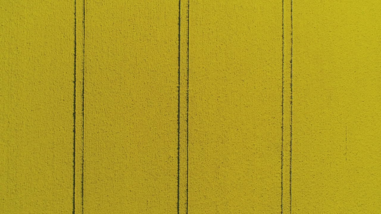 antena de arriba hacia abajo del campo de canola video de textura en bucle sin costuras en 4k