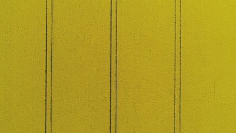 antena de arriba hacia abajo del campo de canola video de textura en bucle sin costuras en 4k