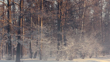 Parque-De-Invierno.-Mañana-Brumosa-En-Winter-Park.-árboles-Cubiertos-De-Nieve-En-El-Parque-De-Invierno