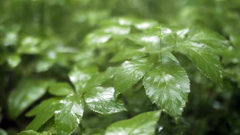 close-up of wet leaves in a forest