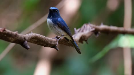 seen from its left side then tilts its head while the camera zooms out, hainan blue flycatcher cyornis hainanus, thailand