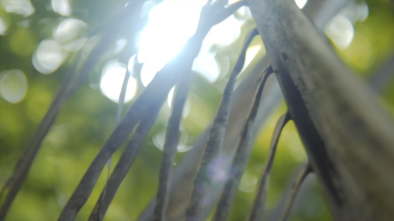 Shallow Focus Of Sunlight Shining Through Fresh Green Leaves