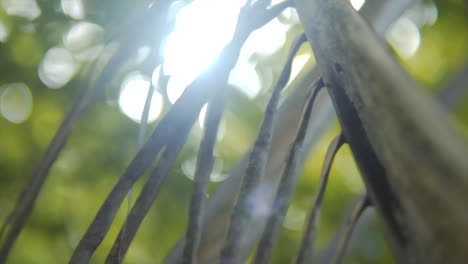 Shallow-Focus-Of-Sunlight-Shining-Through-Fresh-Green-Leaves