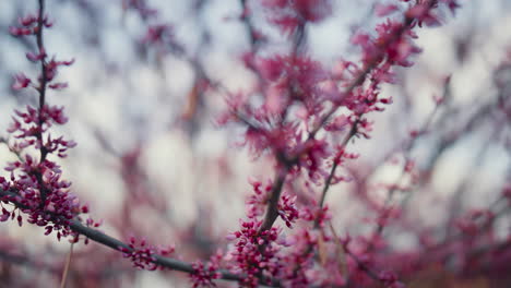 pink sakura flowers blooming view in closeup. romantic scene cherry flowers