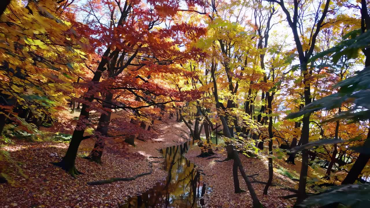 Aerial video captures vibrant autumn trees reflected in a serene stream, showcasing a colorful