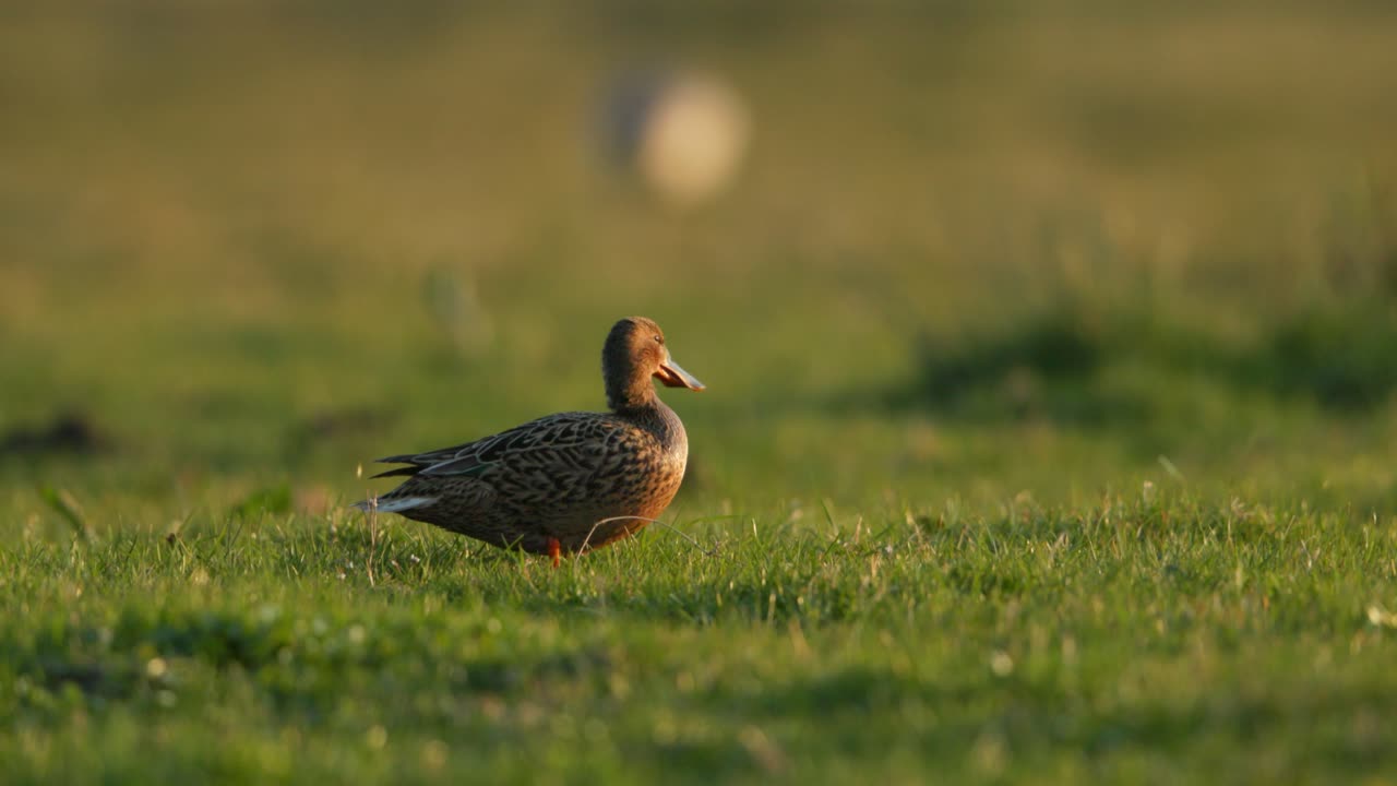 Female Duck in a Field at Sunset