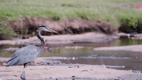 Garza-Gris-En-Un-Arroyo-En-Un-Parque-De-La-Ciudad