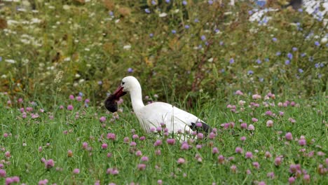 Ein-Storch-Auf-Dem-Feld-Versucht,-Eine-Gejagte-Maus-Zu-Fressen,-Weil-Sie-Zu-Groß-Ist-Und-Er-Sich-Weigert,-Sie-Fallen-Zu-Lassen