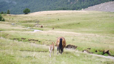 horse and foal walking in green meadow