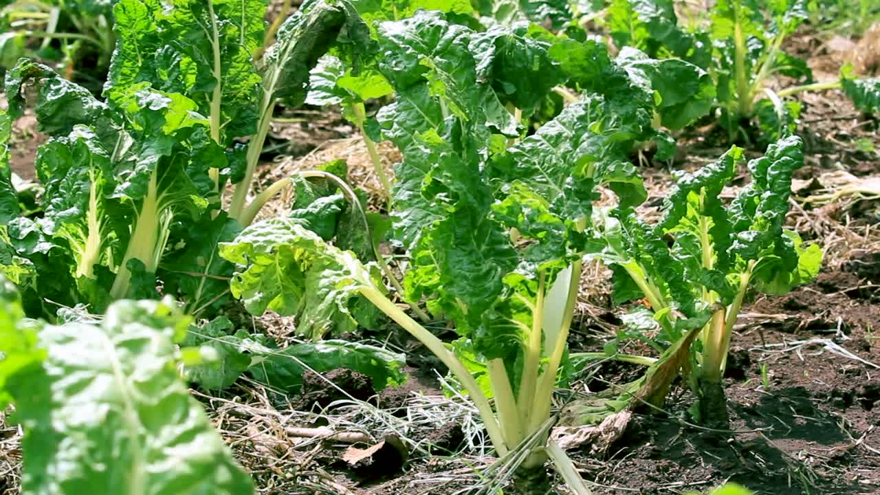 Africa kenya-Green bio organic low waste smart agriculture - A mango seedling in a home garden, indoor farming kenya Africa during covid 2020-2021 social distancing 2020 new year 2021.