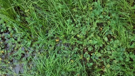 Closeup-top-drone-shot-of-grasses-and-water-plant-on-a-marsh-or-swamp-in-the-middle-of-the-day