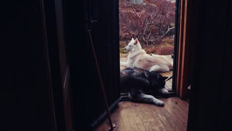 a pair of alaskan malamute dogs lying outside near cabin's door. static shot