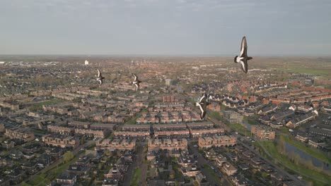 toma de órbita aérea de las afueras de la ciudad con pájaros voladores en primer plano