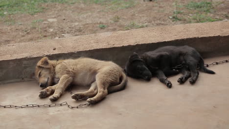 Primer-Plano-De-Lindos-Cachorros-Somnolientos