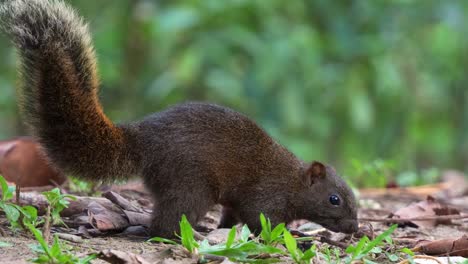 A-curious-Pallas's-squirrel-scamper-with-fluffy-tail,-spotted-on-the-forest-ground,-sniffing-and-foraging-around,-close-up-shot