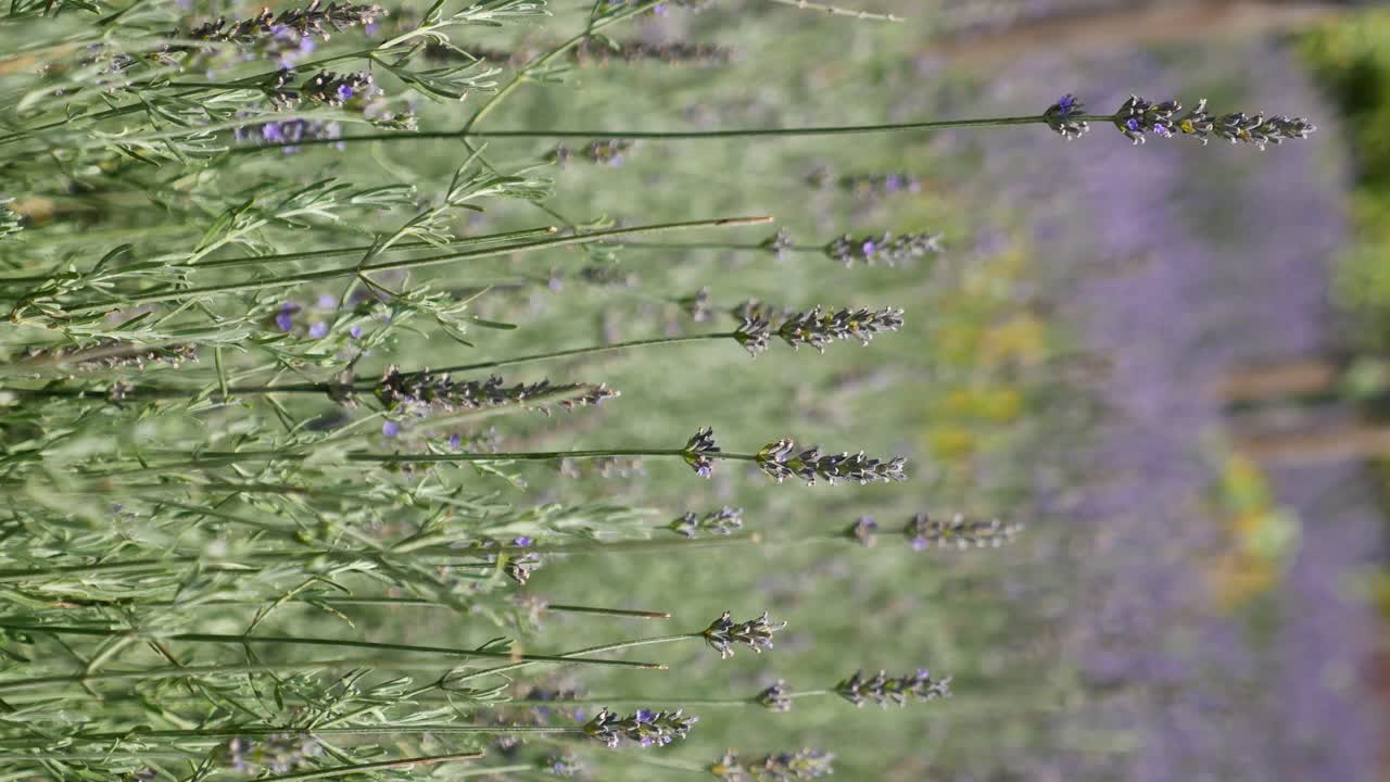 primer plano de las flores de lavanda en un campo