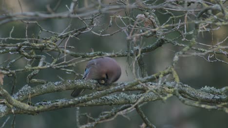 Eurasischer-Jay,-Der-Eichel-Auf-Dem-Baum-öffnet-Und-Isst