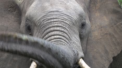 Slow-zoom-out-from-an-elephant-scratching-his-eye-and-smelling-the-air-with-his-trunk,-Kruger-National-Park,-South-Africa