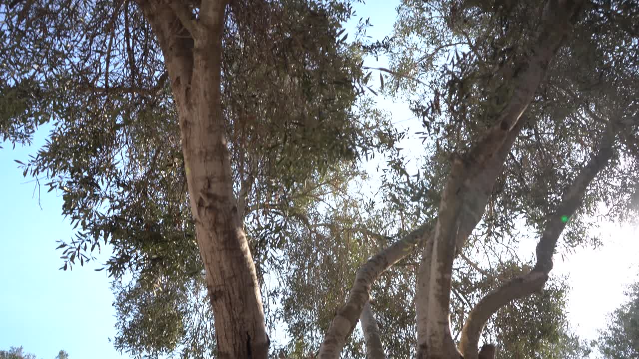 이스라엘에서 나무의 기울기 샷