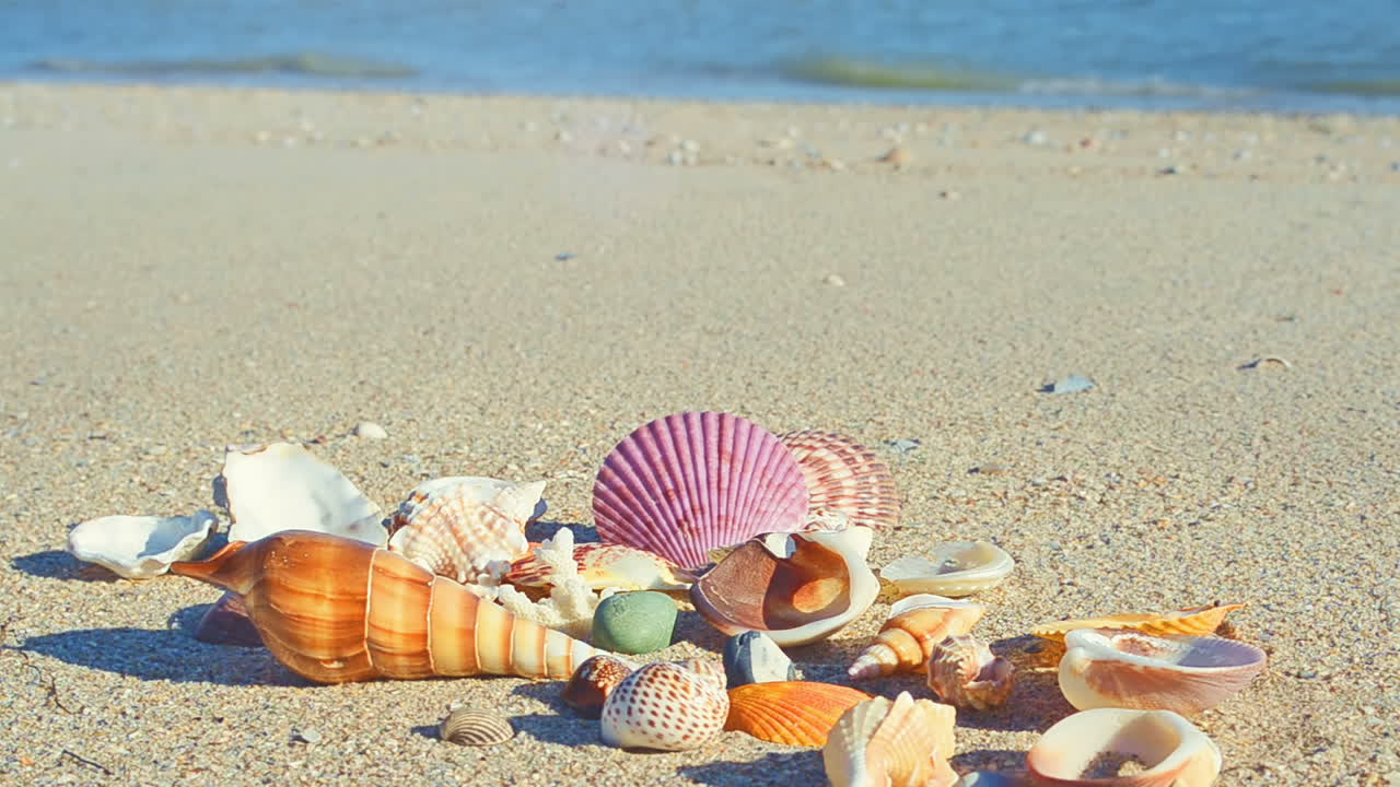 Cockleshells on sand against the background of waves. Shooting on the beach