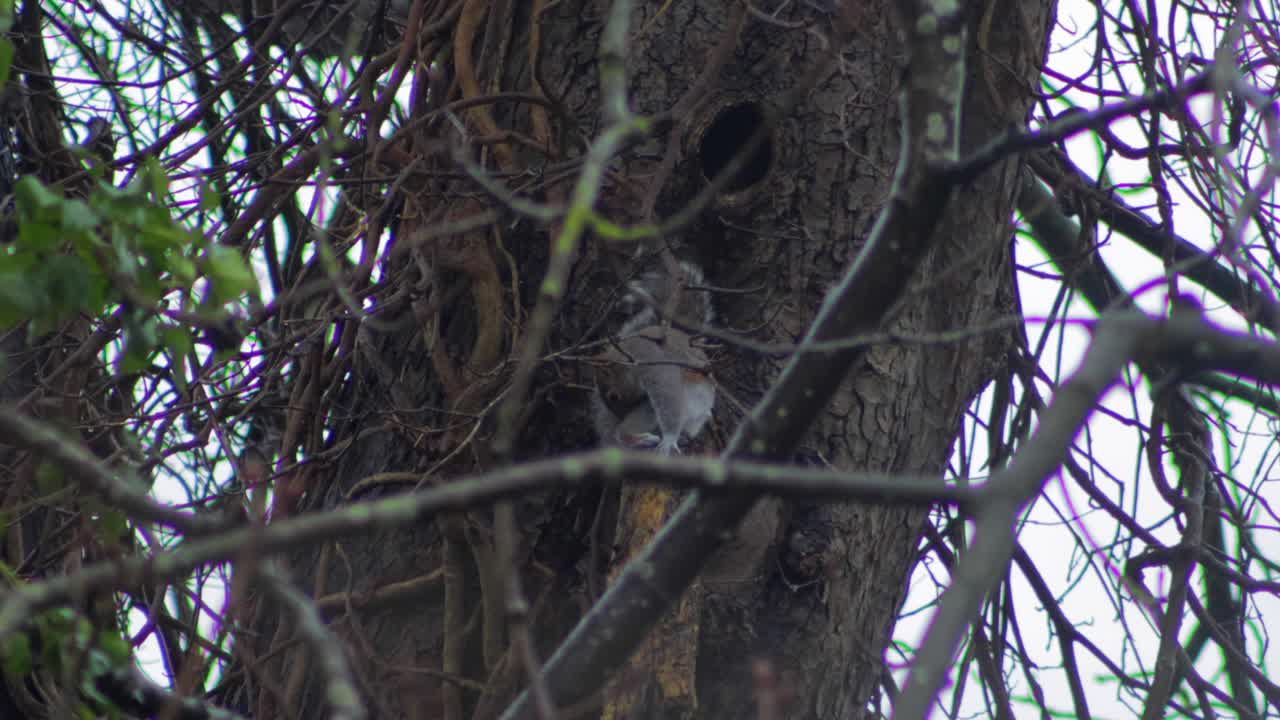 ardilla gris sentada en una rama acicalándose y luego trepa por el tronco del árbol