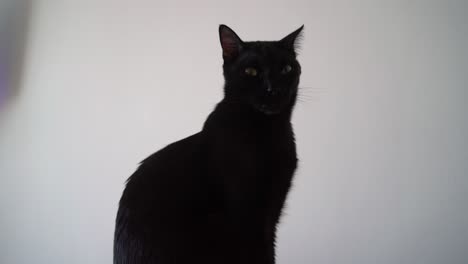 a black cat sits on a white leather sofa