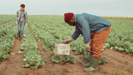 Agricultora-Poniendo-La-Etiqueta-De-La-Planta-En-La-Fila-De-Repollo-En-El-Campo