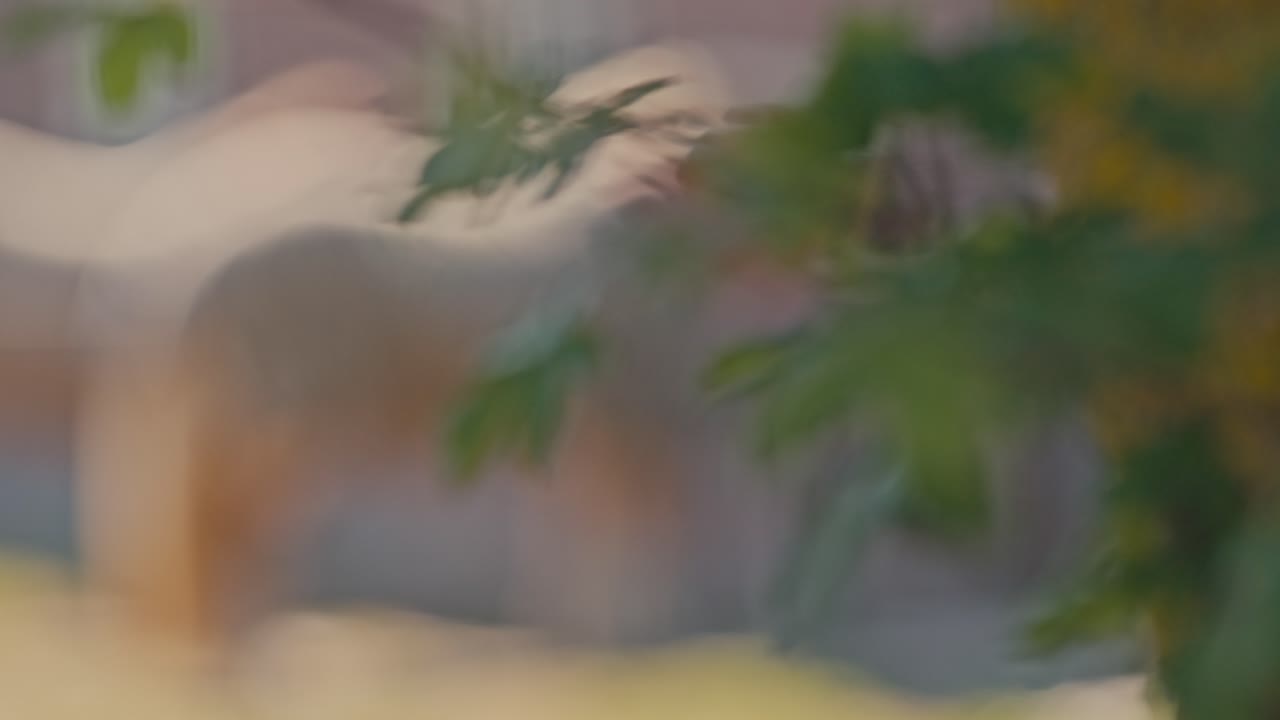 Two horses animals livestock appear in the frame by focus transition from the view of tree and leaves on a sunny day with filmic digital film look style