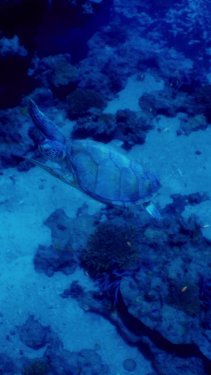 Underwater exploration reveals a turtle swimming through coral reefs