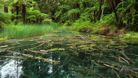 pequeño lago forestal inmóvil con ramas en descomposición bajo el agua en bosques de helechos