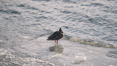 Weibliche-Stockenten-Auf-Zugefrorenem-Fluss,-Schwimmen-Im-Eisigen-Wasser---Zeitlupe