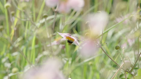 Dreamy-close-up-shot-of-a-bumble-bee-hanging-on-a-blooming-flower-collecting-nectar