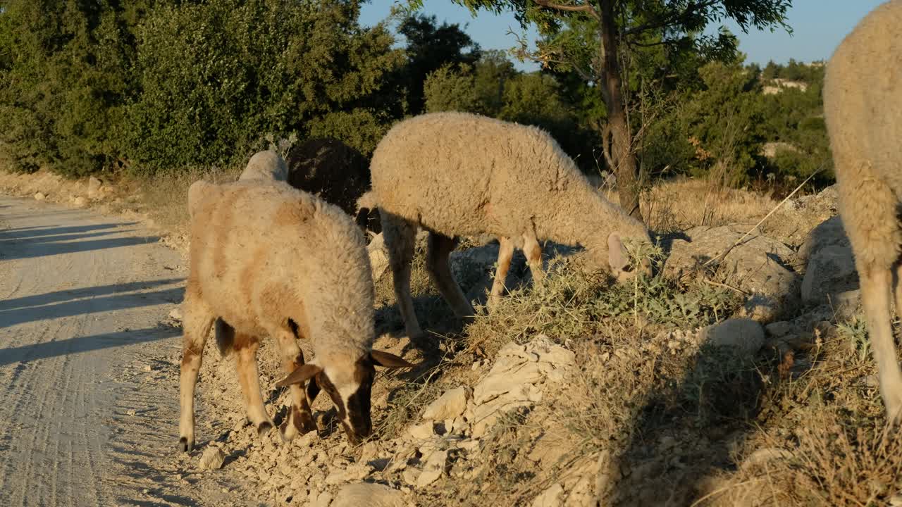 campo de pastoreo de ovejas