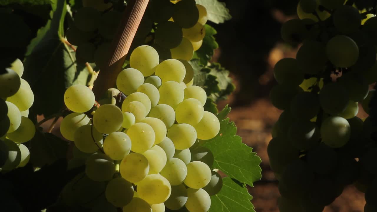 uvas en la vid en el viñedo