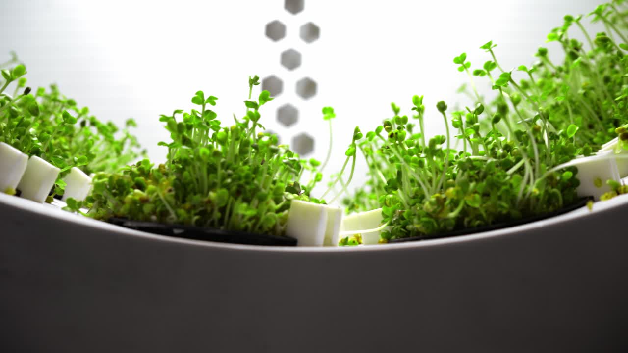 미세 초록소는 수확 시스템에서 자란다.